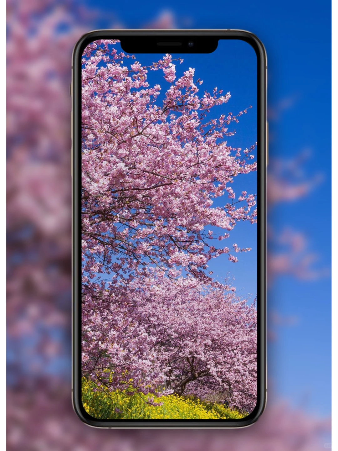 樱花壁纸🌸日系壁纸