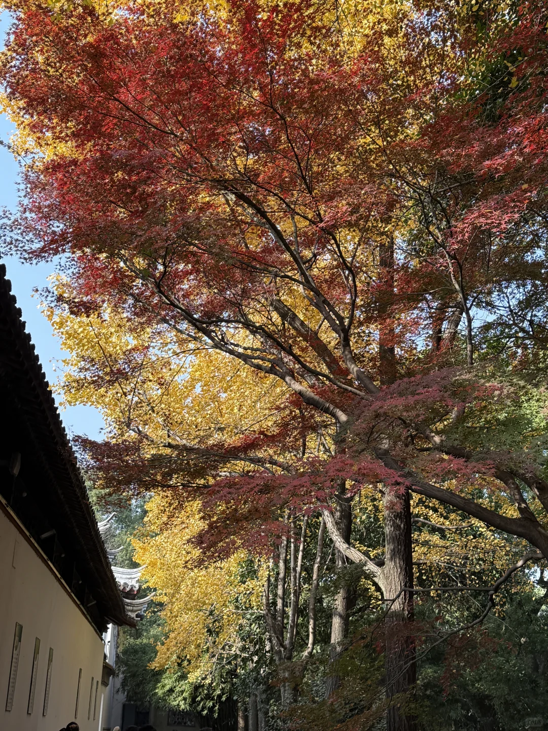 图片壁纸 分享随手拍