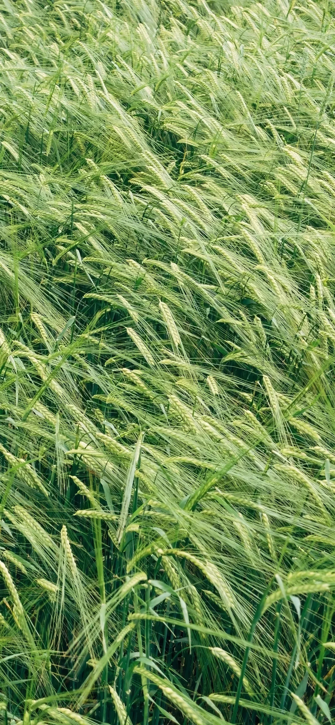 高清手机壁纸分享合集｜027