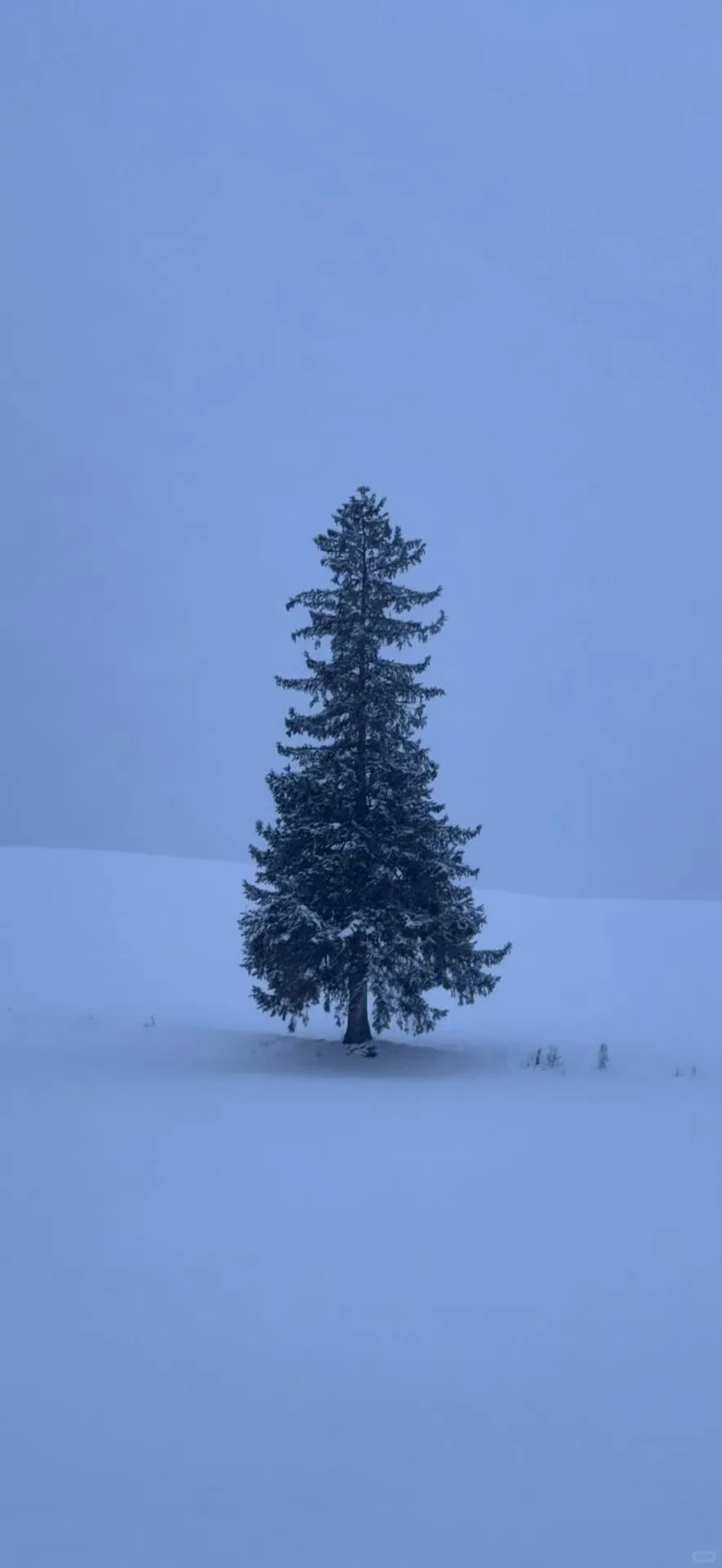 𝙎𝙝𝙖𝙧𝙚壁纸