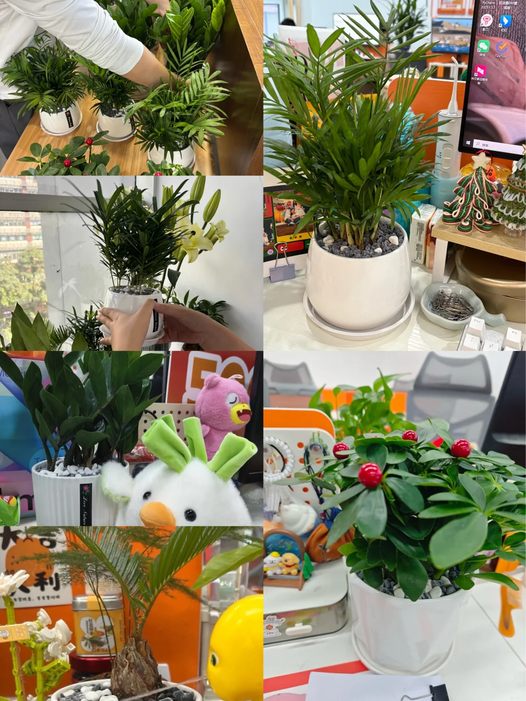 工位绿植｜快来PICK你最喜欢的娃仔🪴