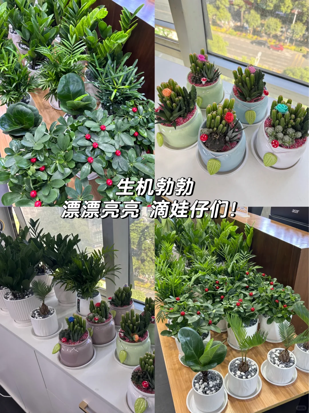 工位绿植｜快来PICK你最喜欢的娃仔🪴