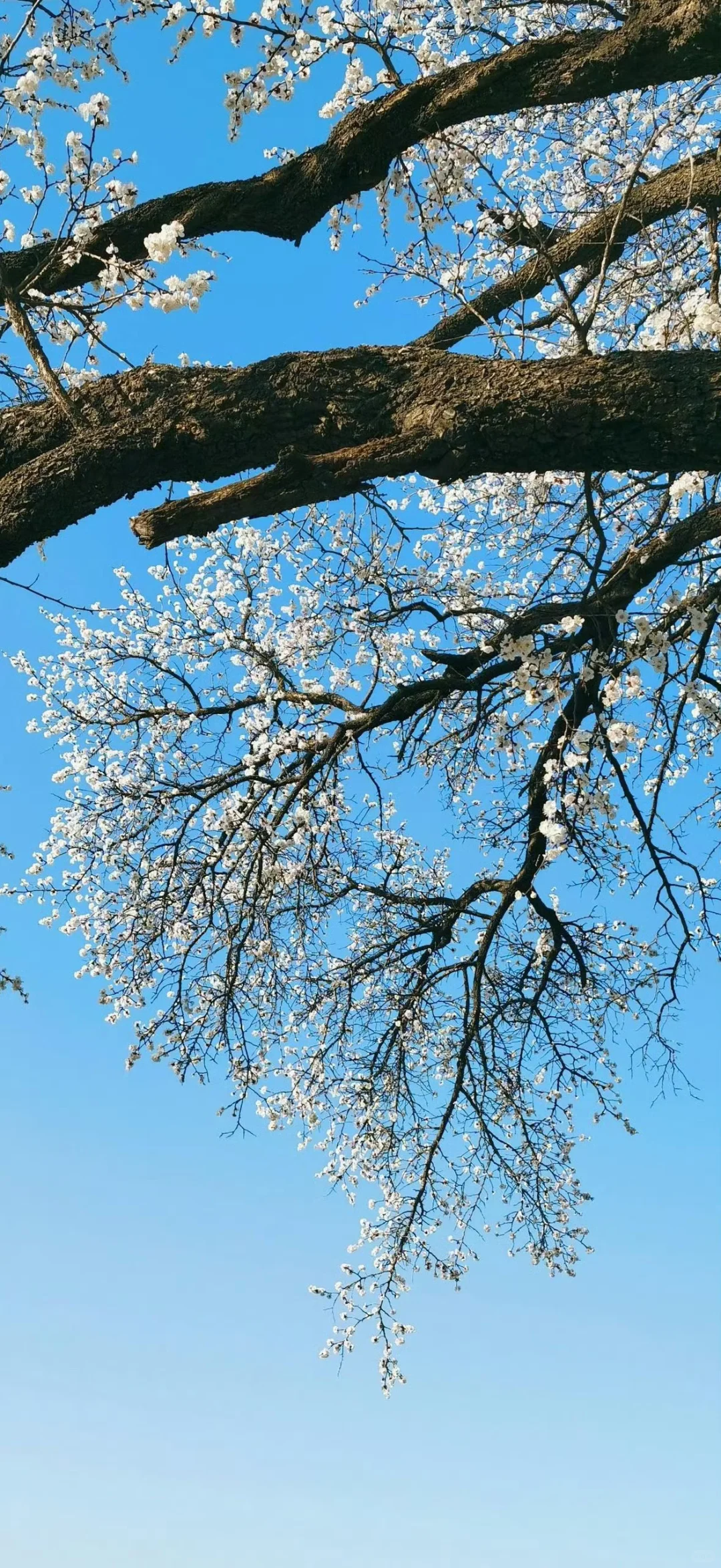 𝙎𝙝𝙖𝙧𝙚壁纸