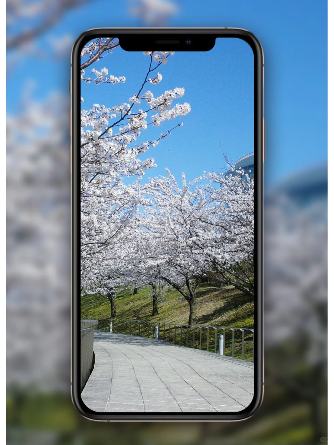 樱花壁纸🌸日系壁纸