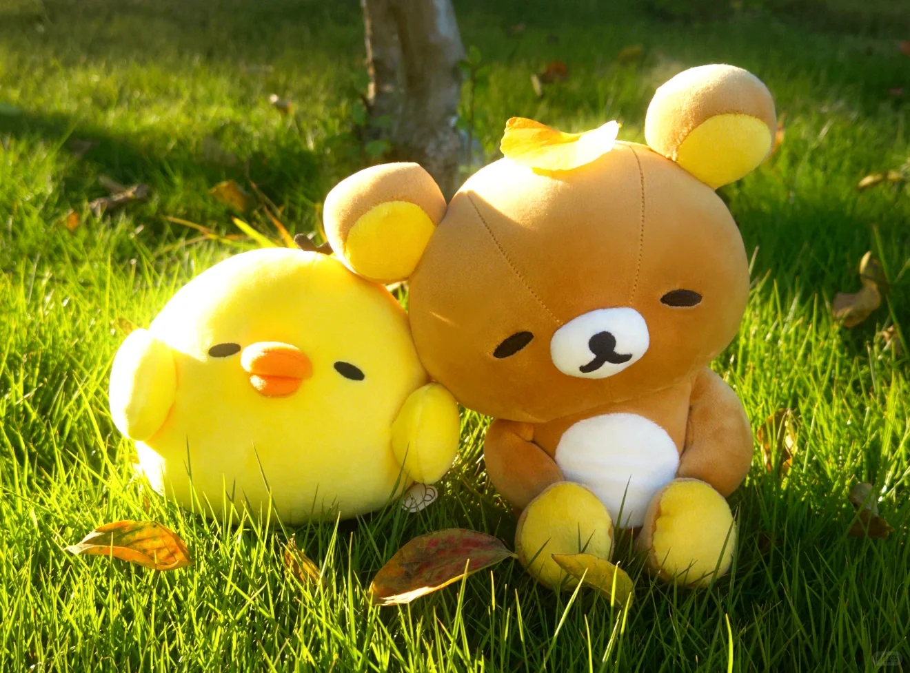 Share 拼接壁纸 ʕ •ᴥ•ʔ