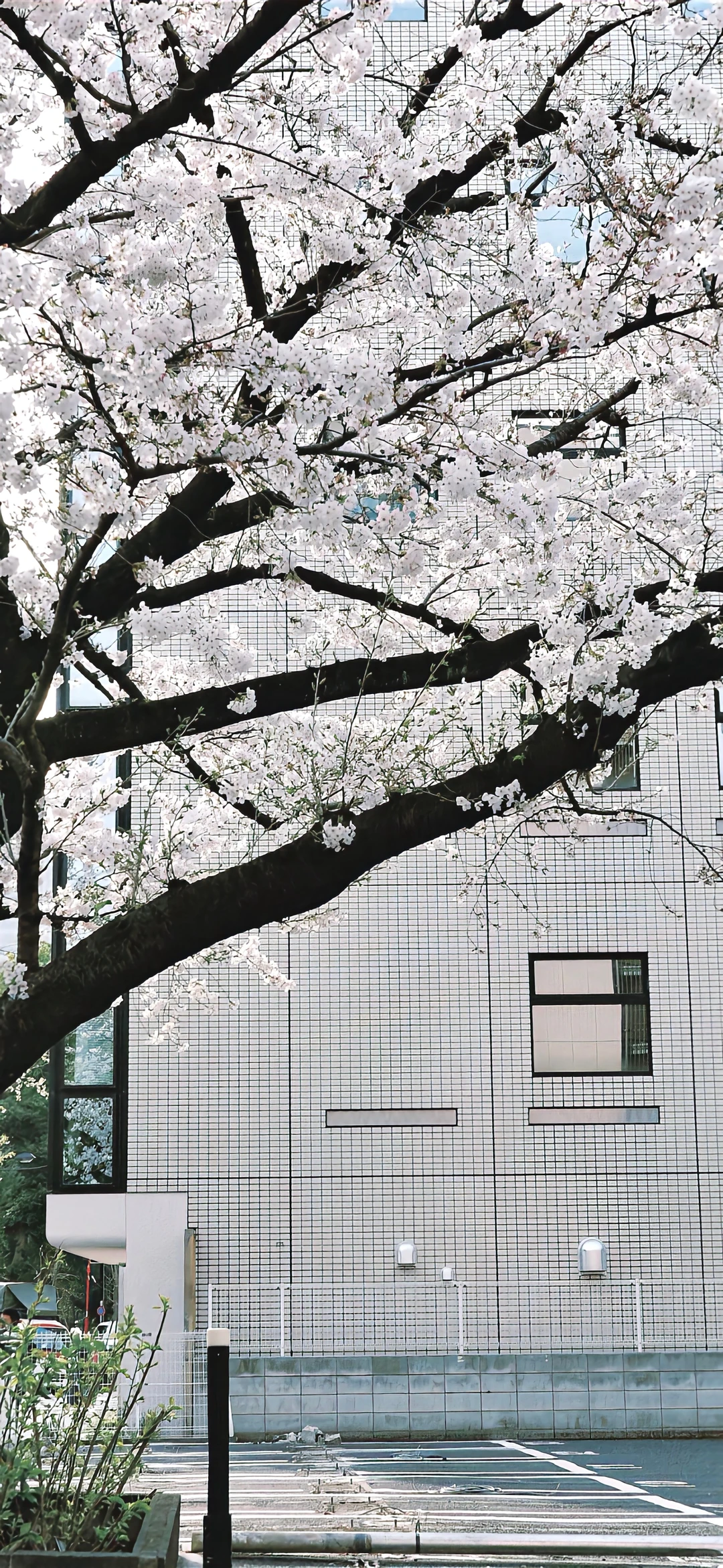 wallpaper｜🍼🍥🧴˚‧₊˚ ₍₋︨︡ₒ₋︧︠₎ ‧₊˚