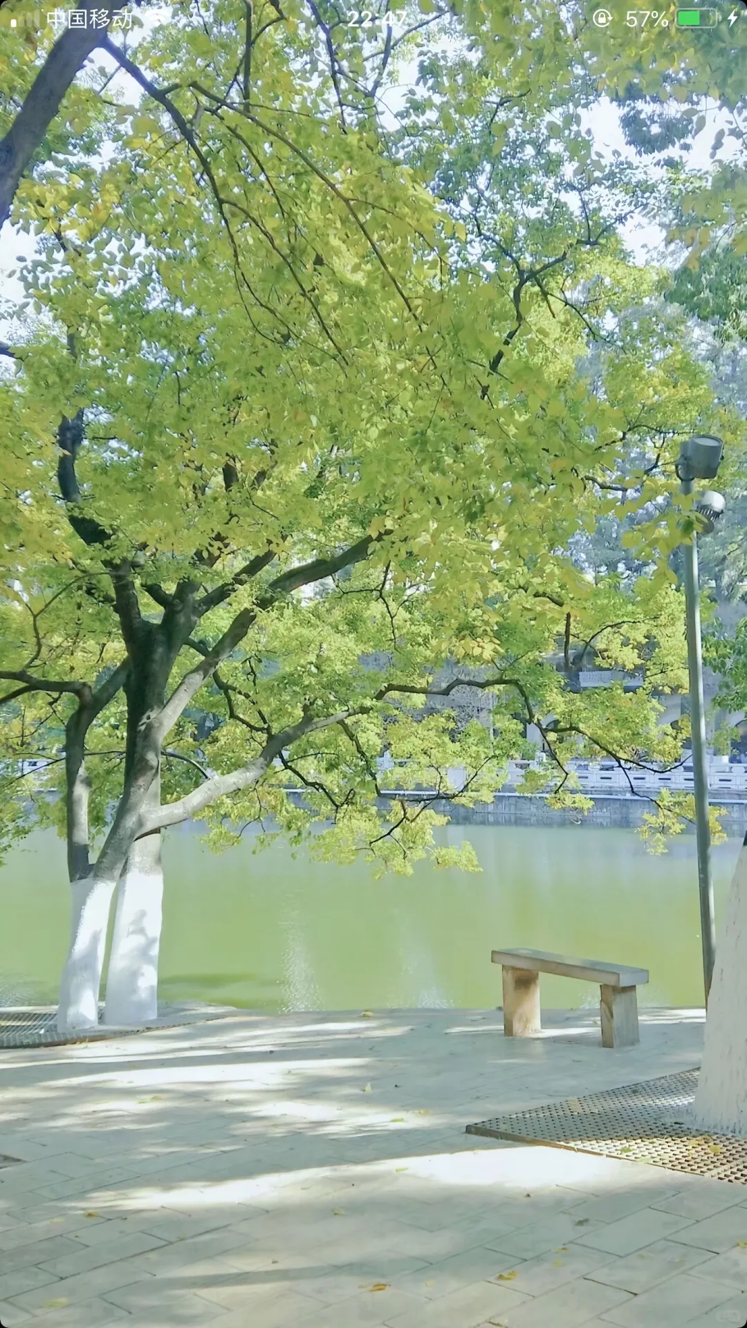 绿色系壁纸|真的好喜欢绿色