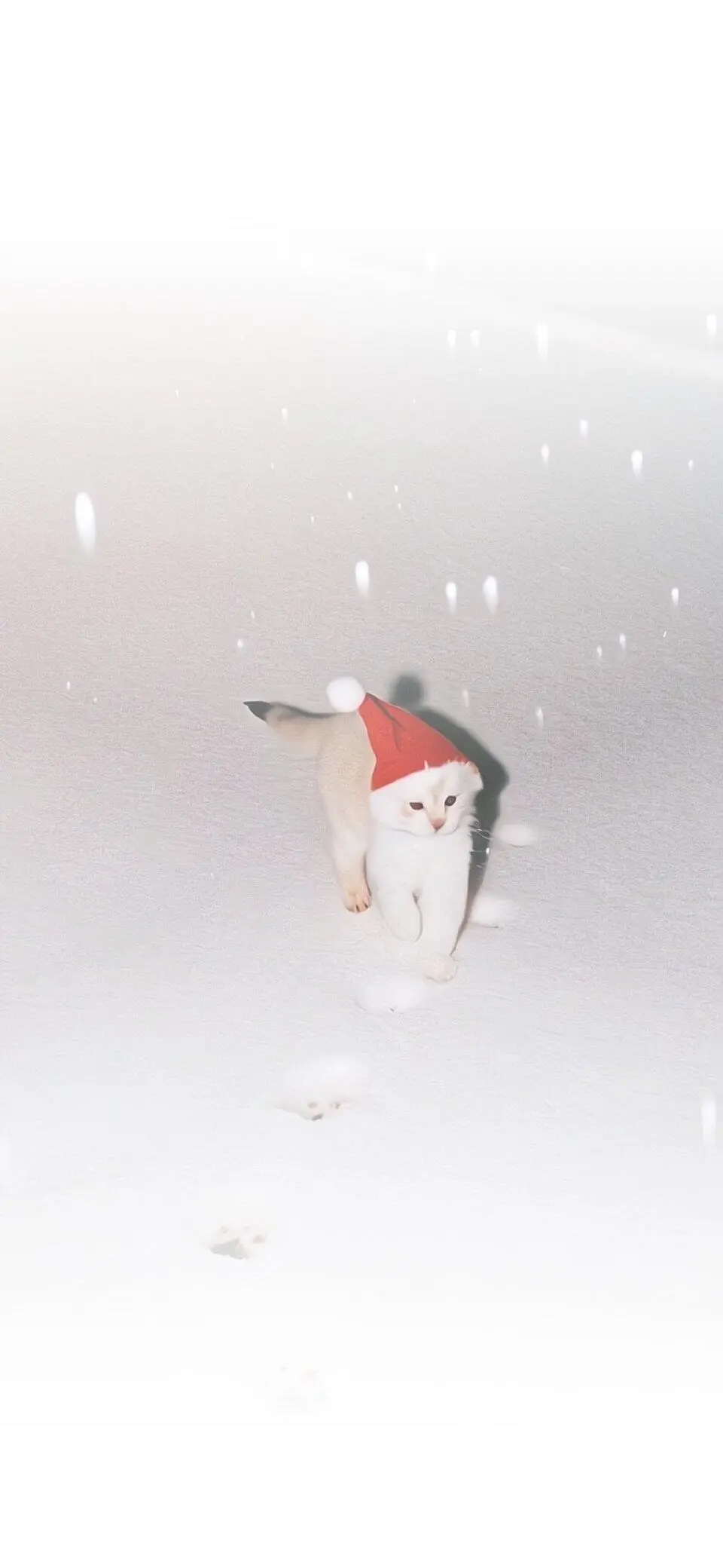 𝗦𝗛𝗔𝗥𝗘：冬日壁纸