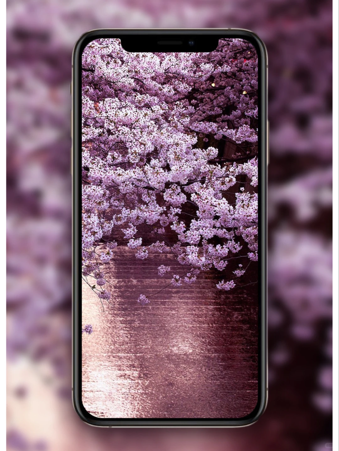 樱花壁纸🌸日系壁纸