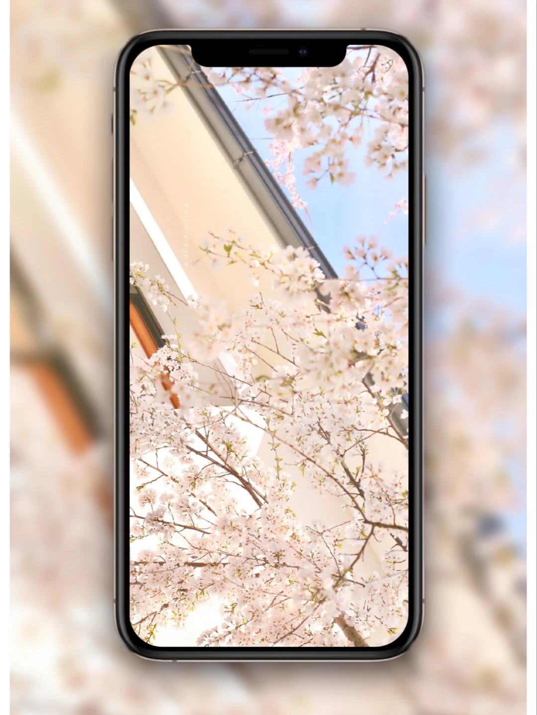 樱花壁纸🌸日系壁纸