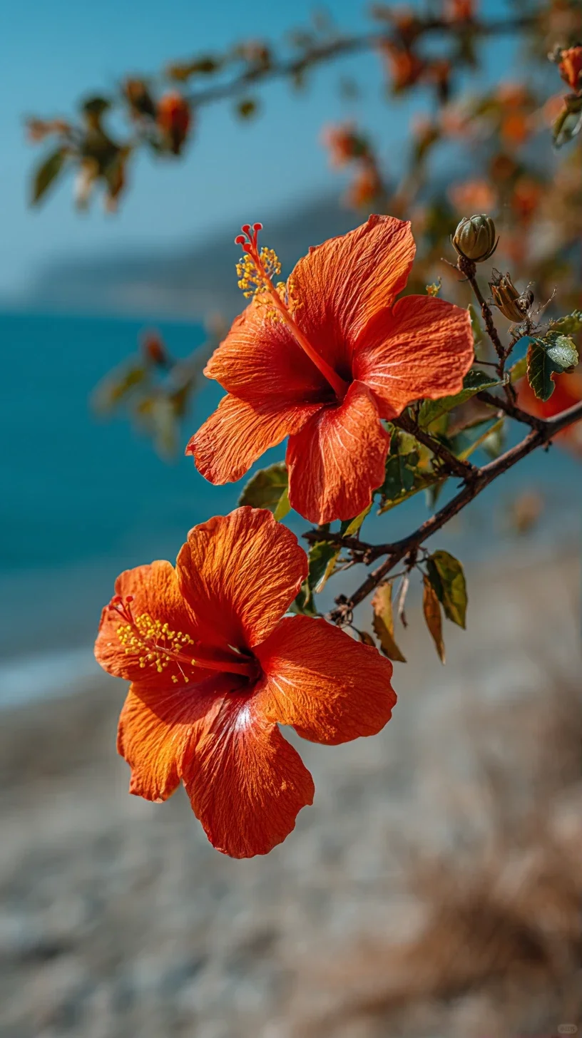 植物花卉高清壁纸合集（43）