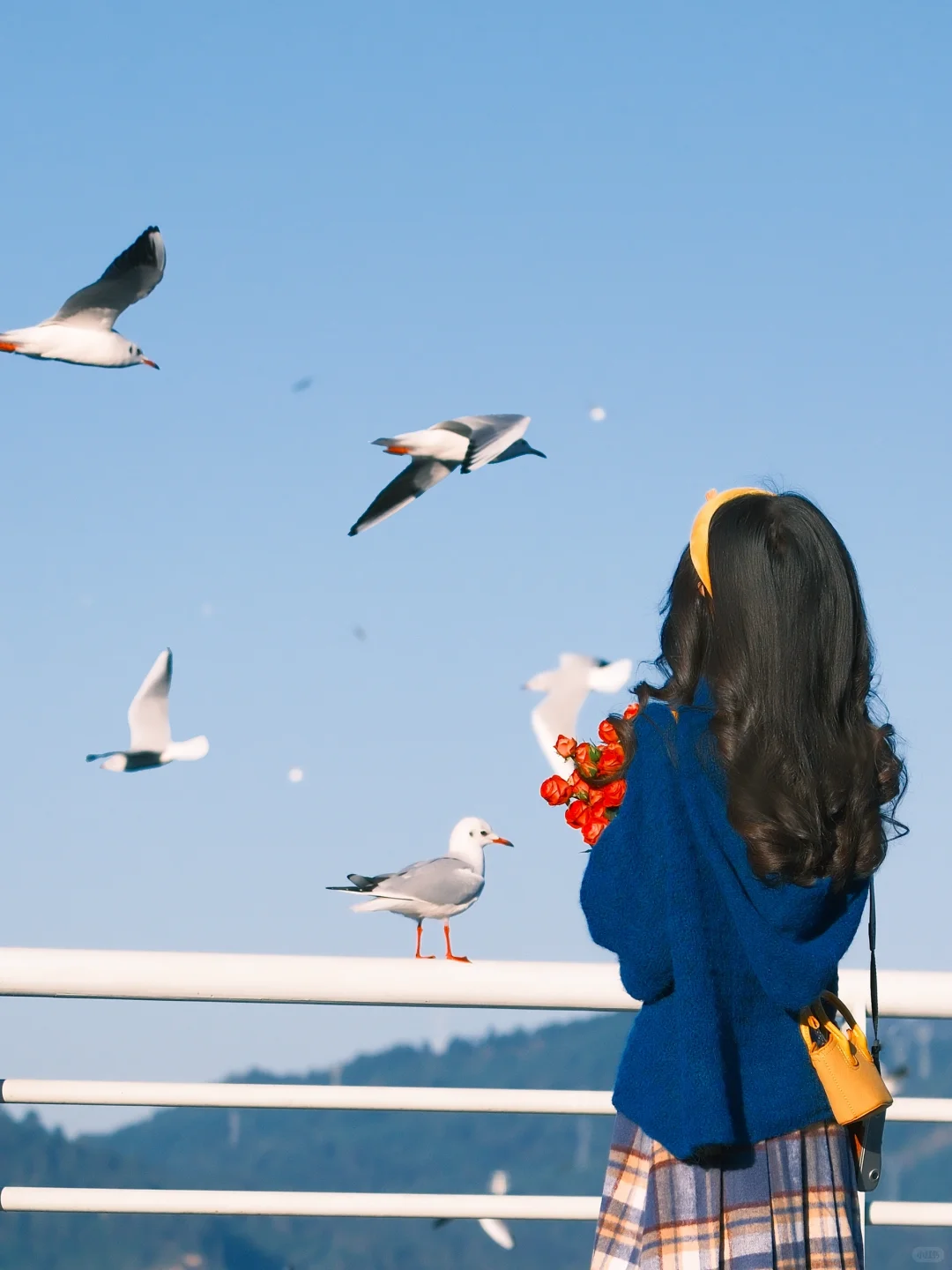 海边拍照 蓝调时刻🎞️冬天与海鸥都如约而至