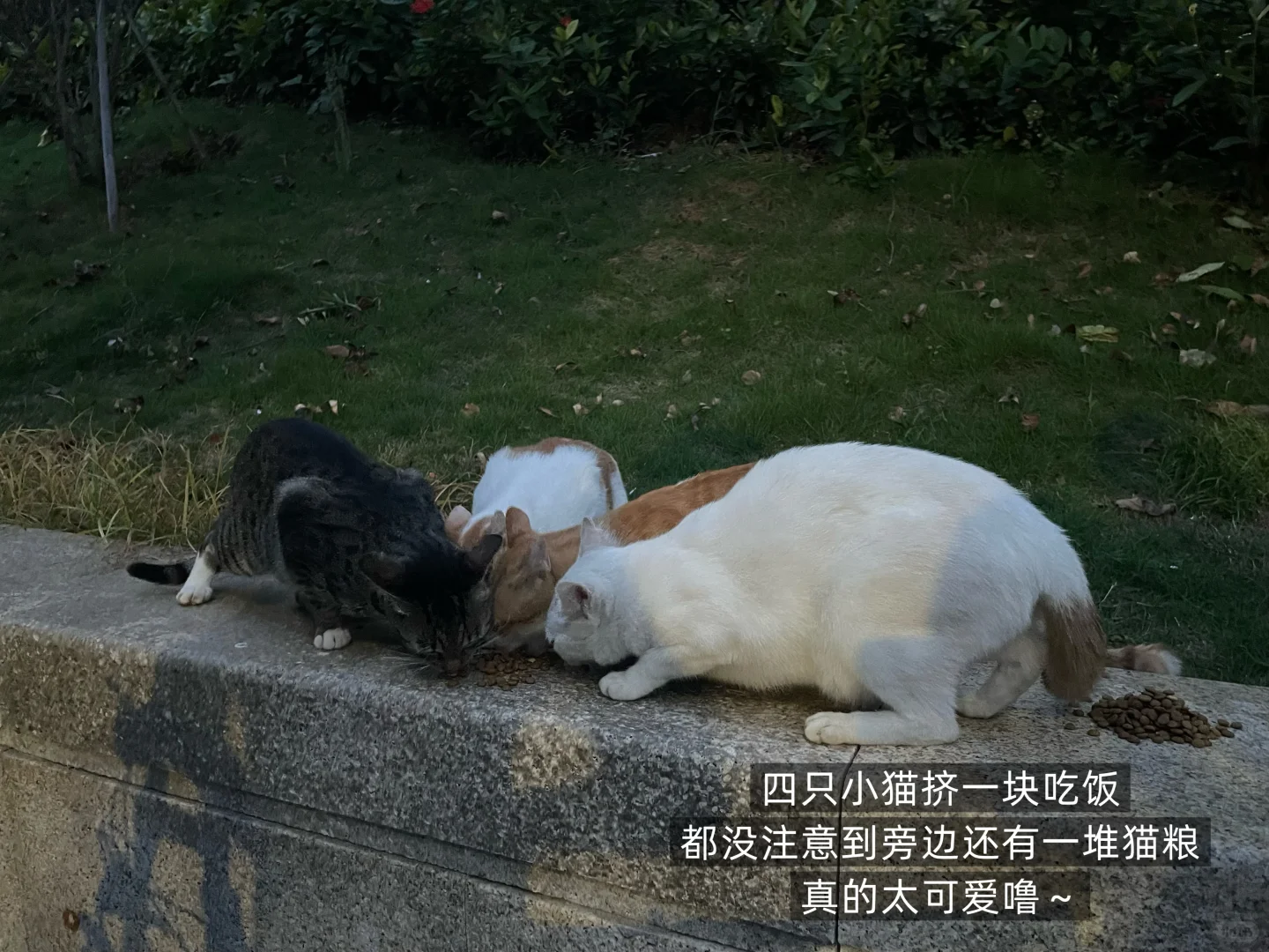 158/84.6 小基数薄肌女孩保持身材吃练plog