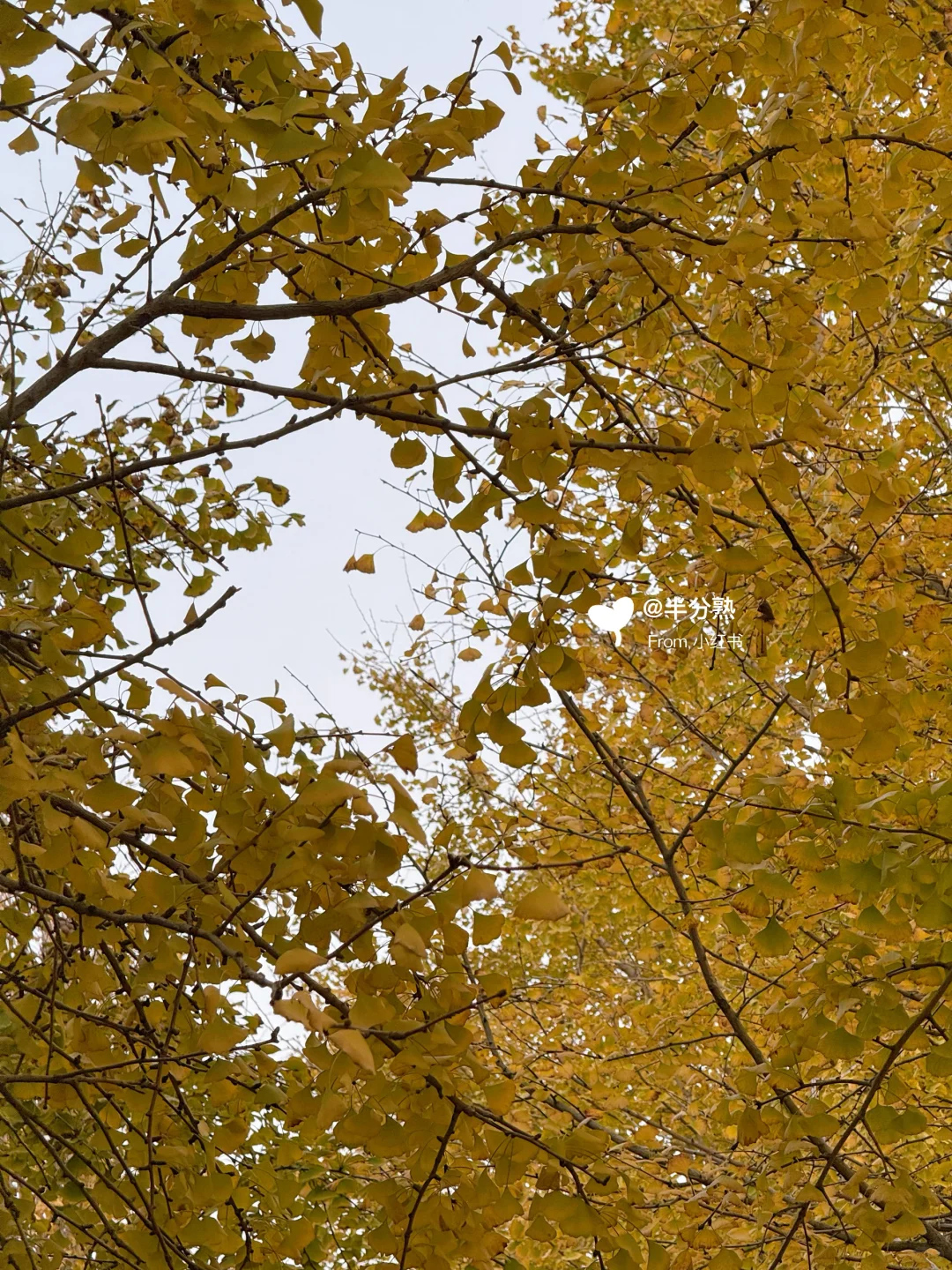 冬日里的…厚白