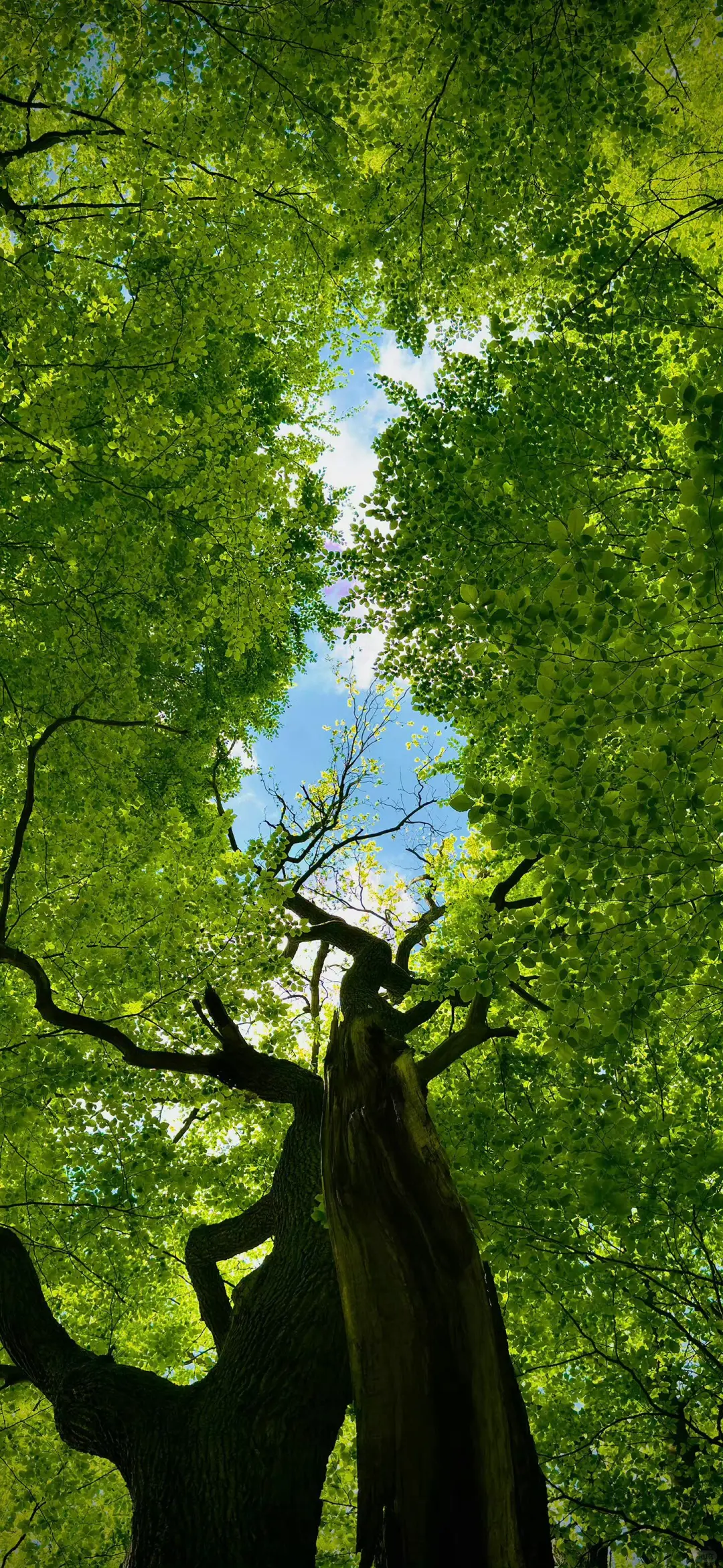 绿色系壁纸|真的好喜欢绿色