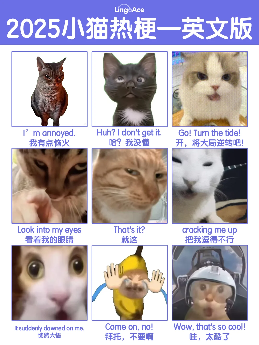 🐱小猫热梗表情包用英语咋说？