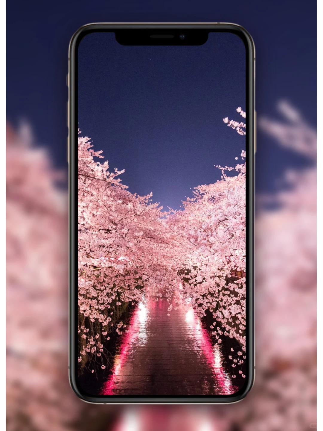 樱花壁纸🌸日系壁纸