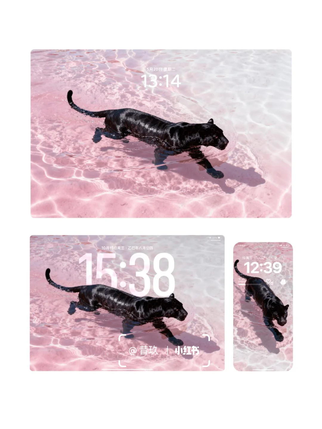 黑豹与粉色果冻海 流水生财｜豹富🐆