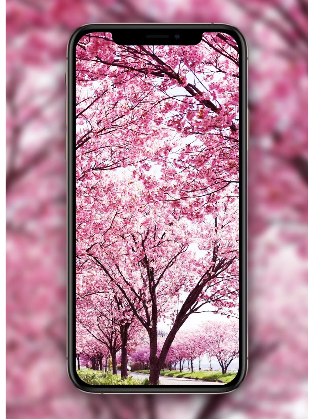 樱花壁纸🌸日系壁纸