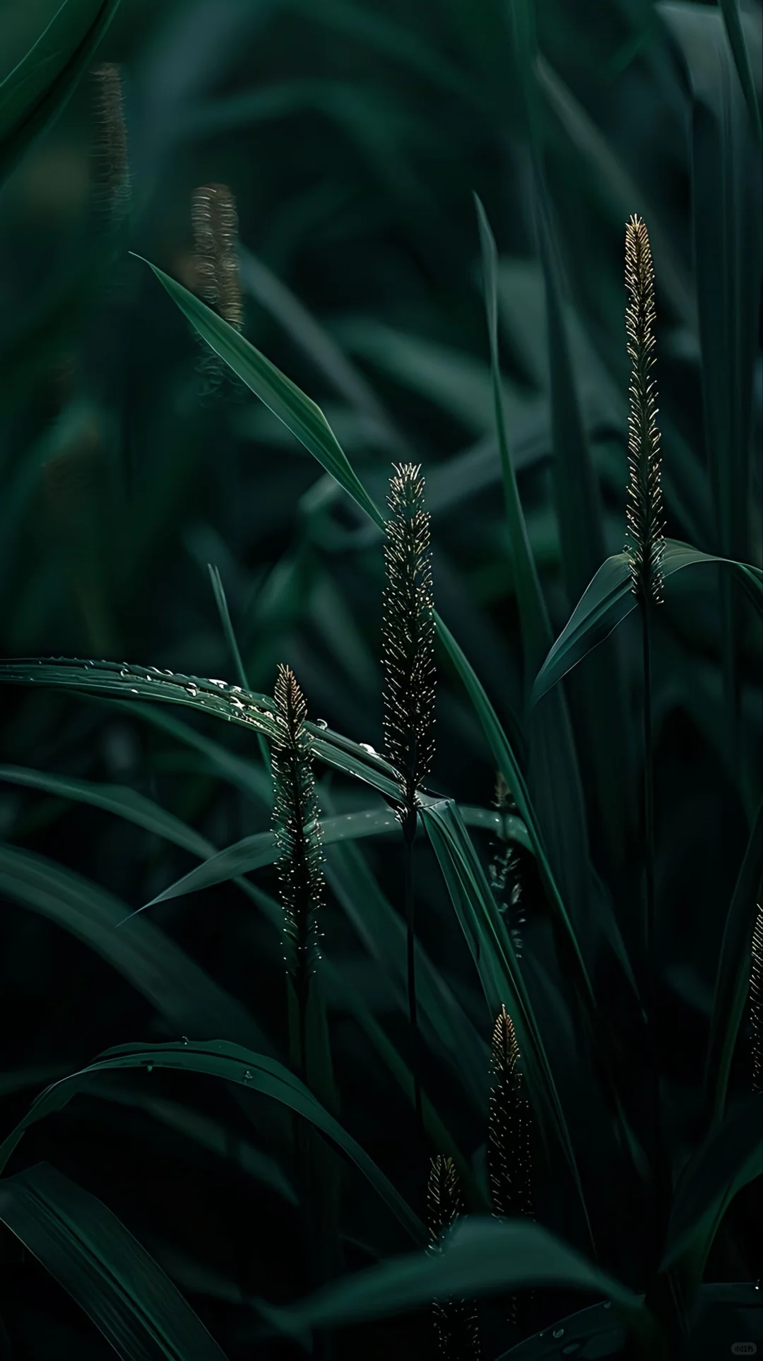 壁纸分享、今日壁纸更新～