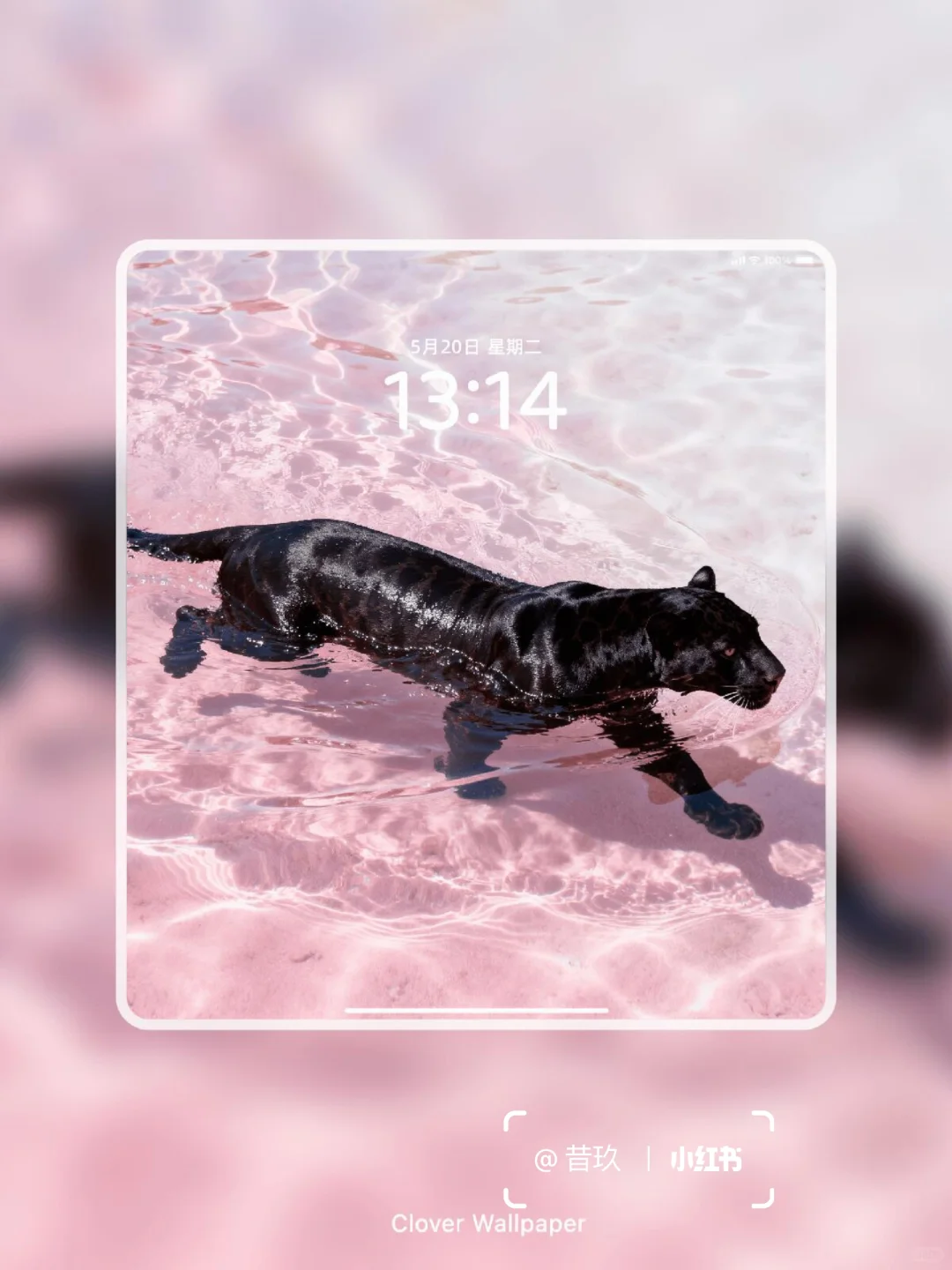 黑豹与粉色果冻海 流水生财｜豹富🐆