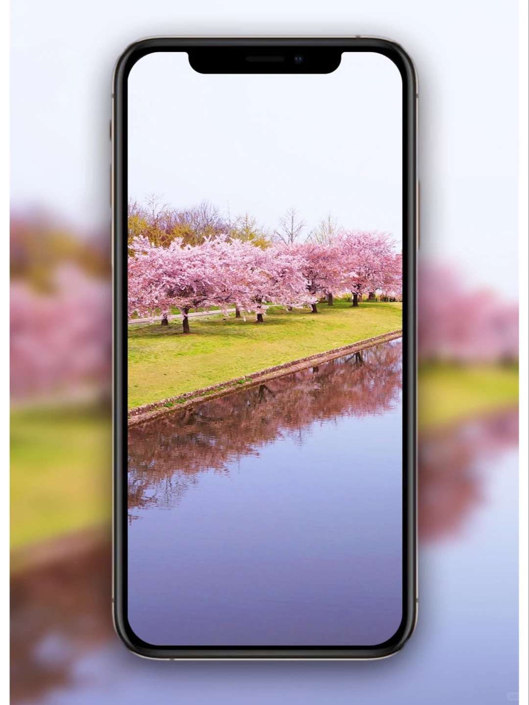 樱花壁纸🌸日系壁纸