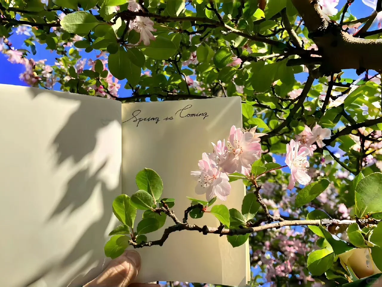 Wallpaper ｜平板裸眼3D高清壁纸