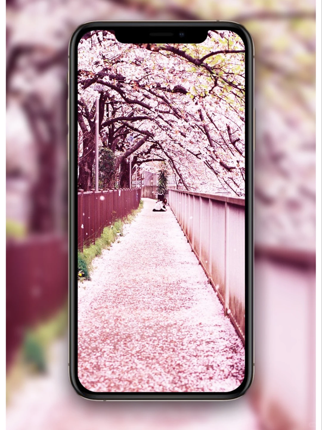 樱花壁纸🌸日系壁纸