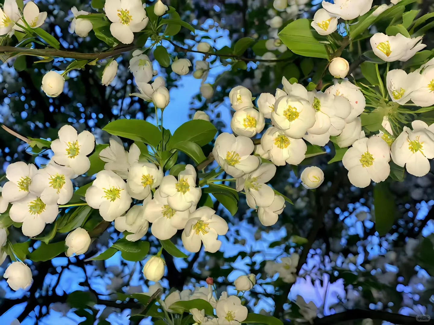 Share|3D景深壁纸