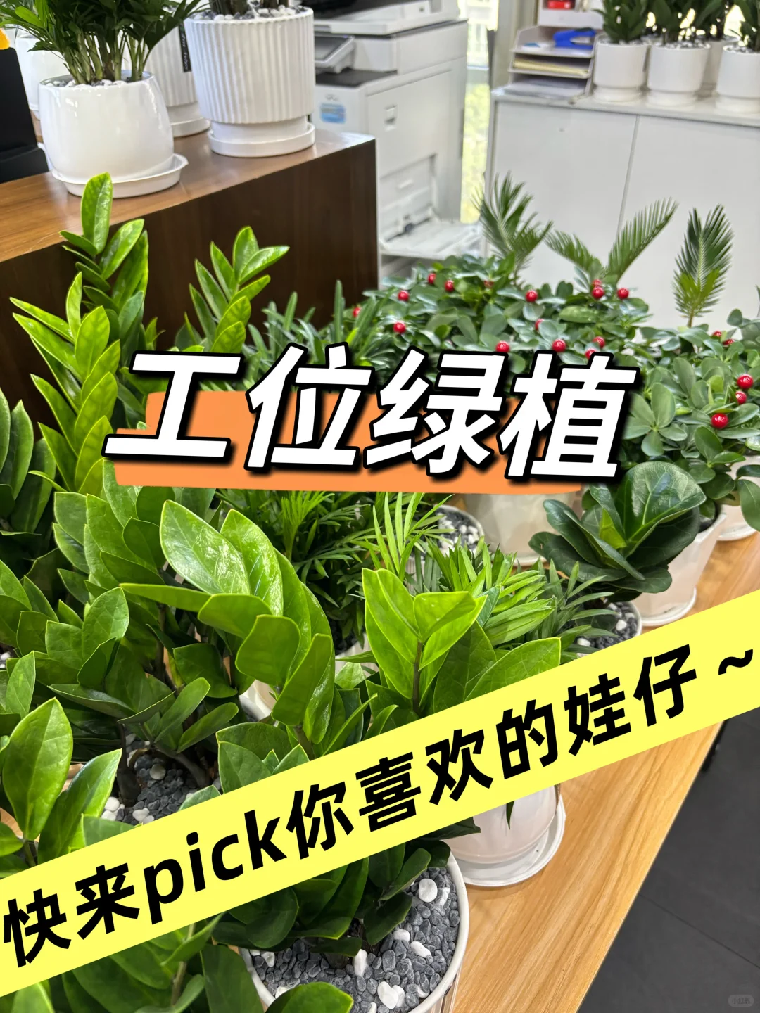工位绿植｜快来PICK你最喜欢的娃仔🪴