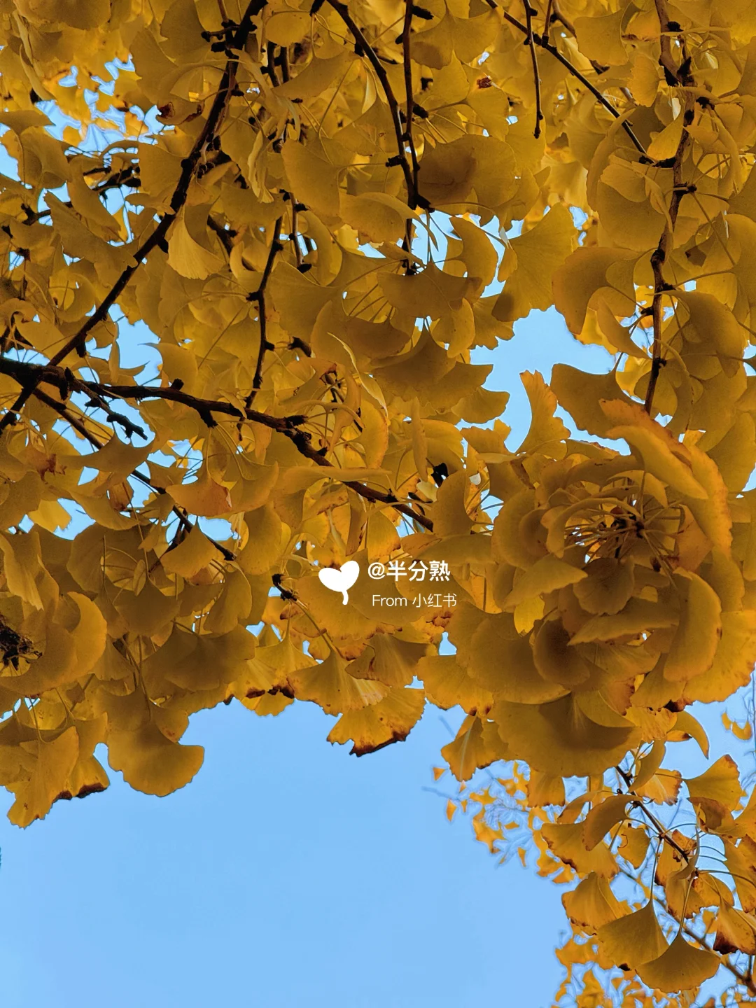 冬日里的…厚白