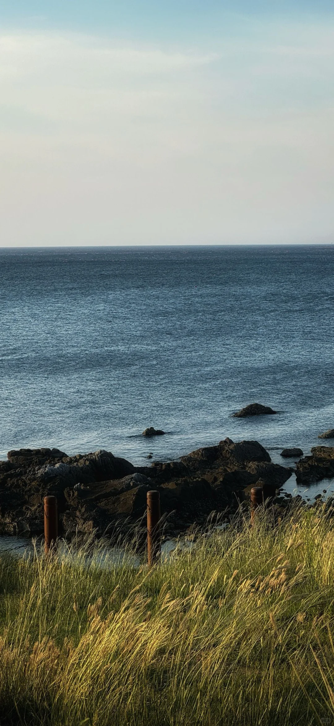 𝙎𝙝𝙖𝙧𝙚壁纸