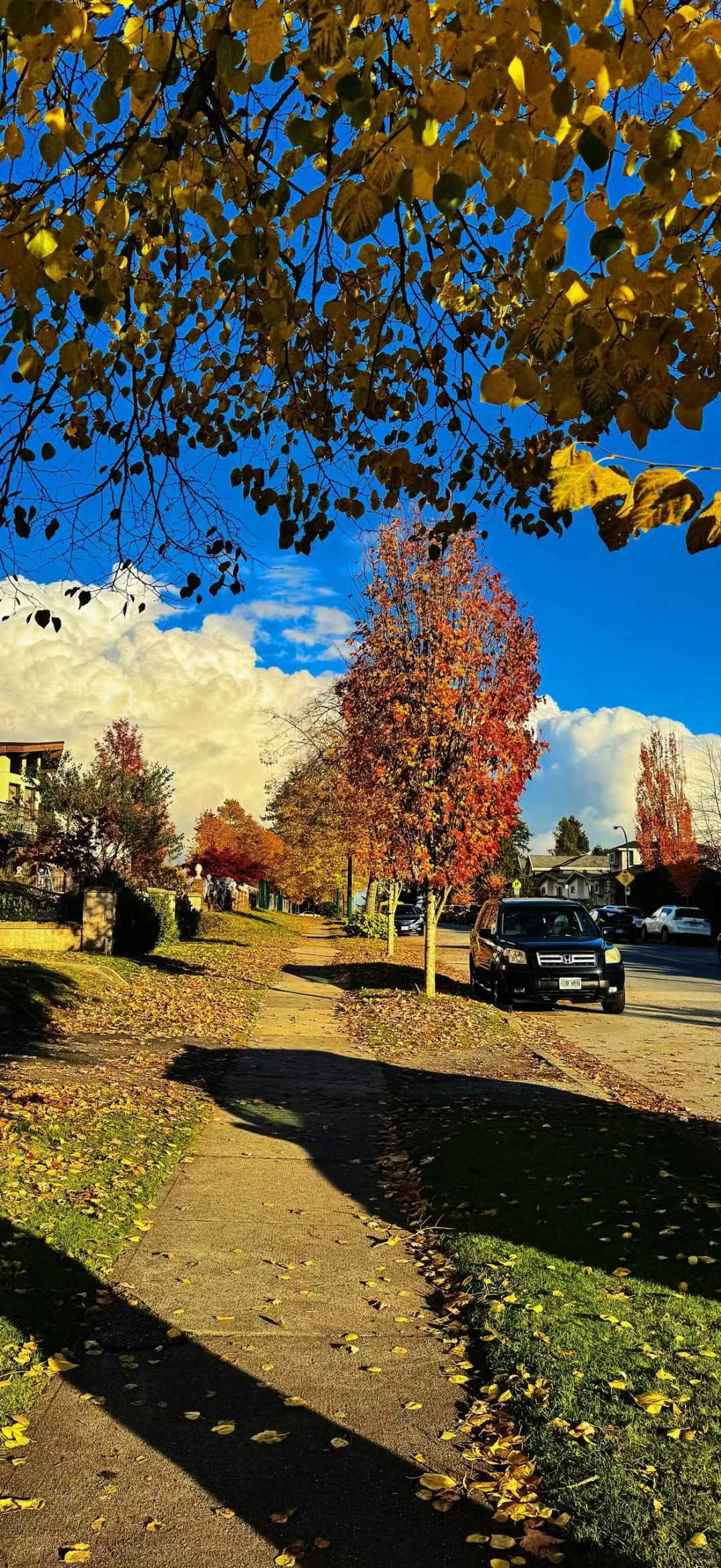 𝙎𝙝𝙖𝙧𝙚壁纸