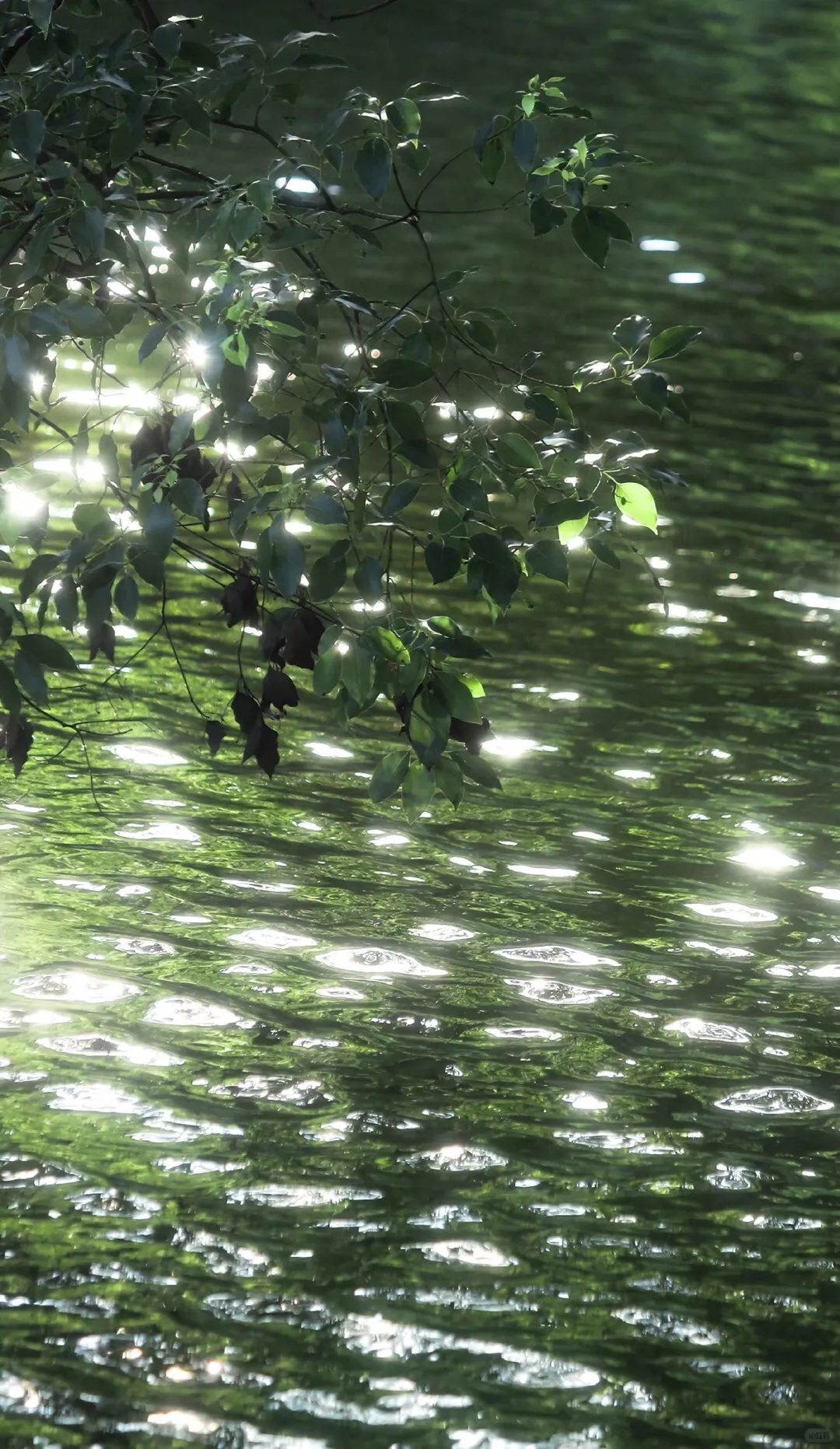 绿色系壁纸|真的好喜欢绿色