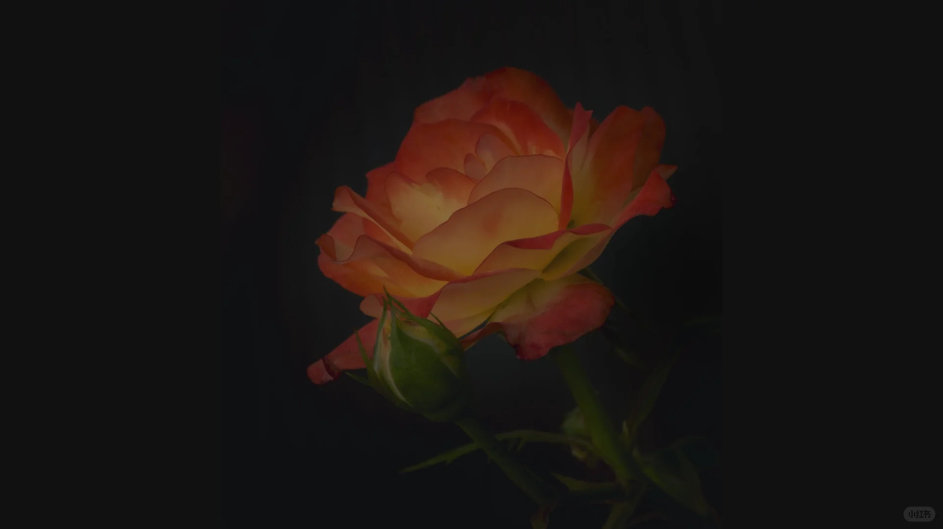 电脑锁屏桌面套图