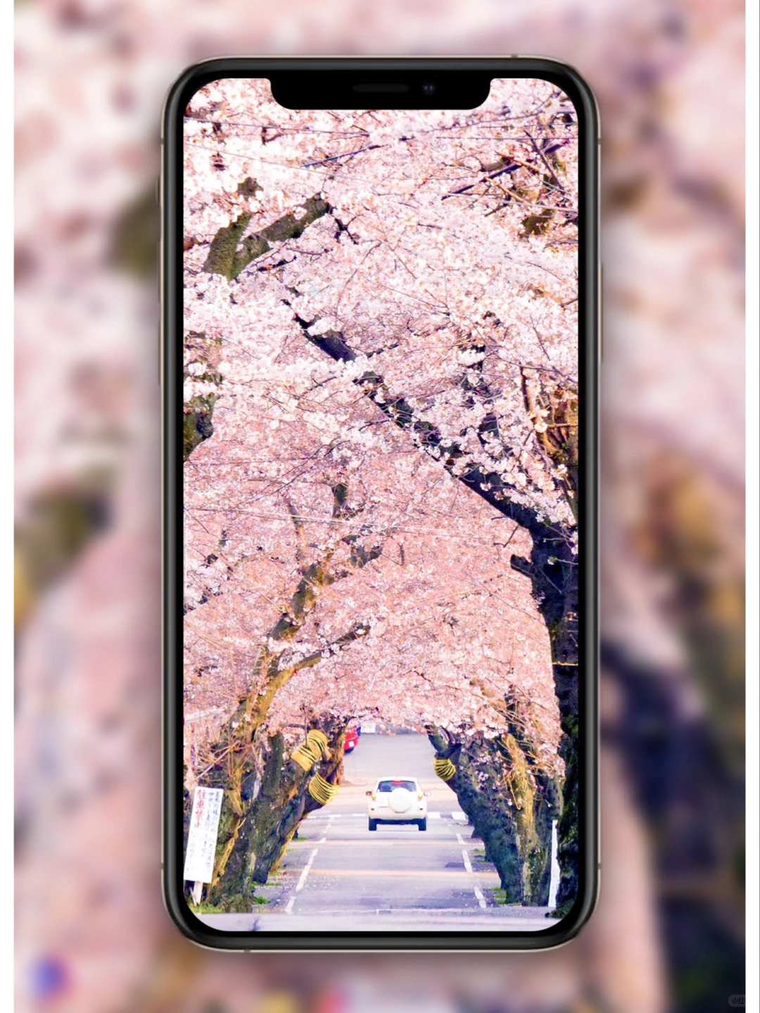 樱花壁纸🌸日系壁纸