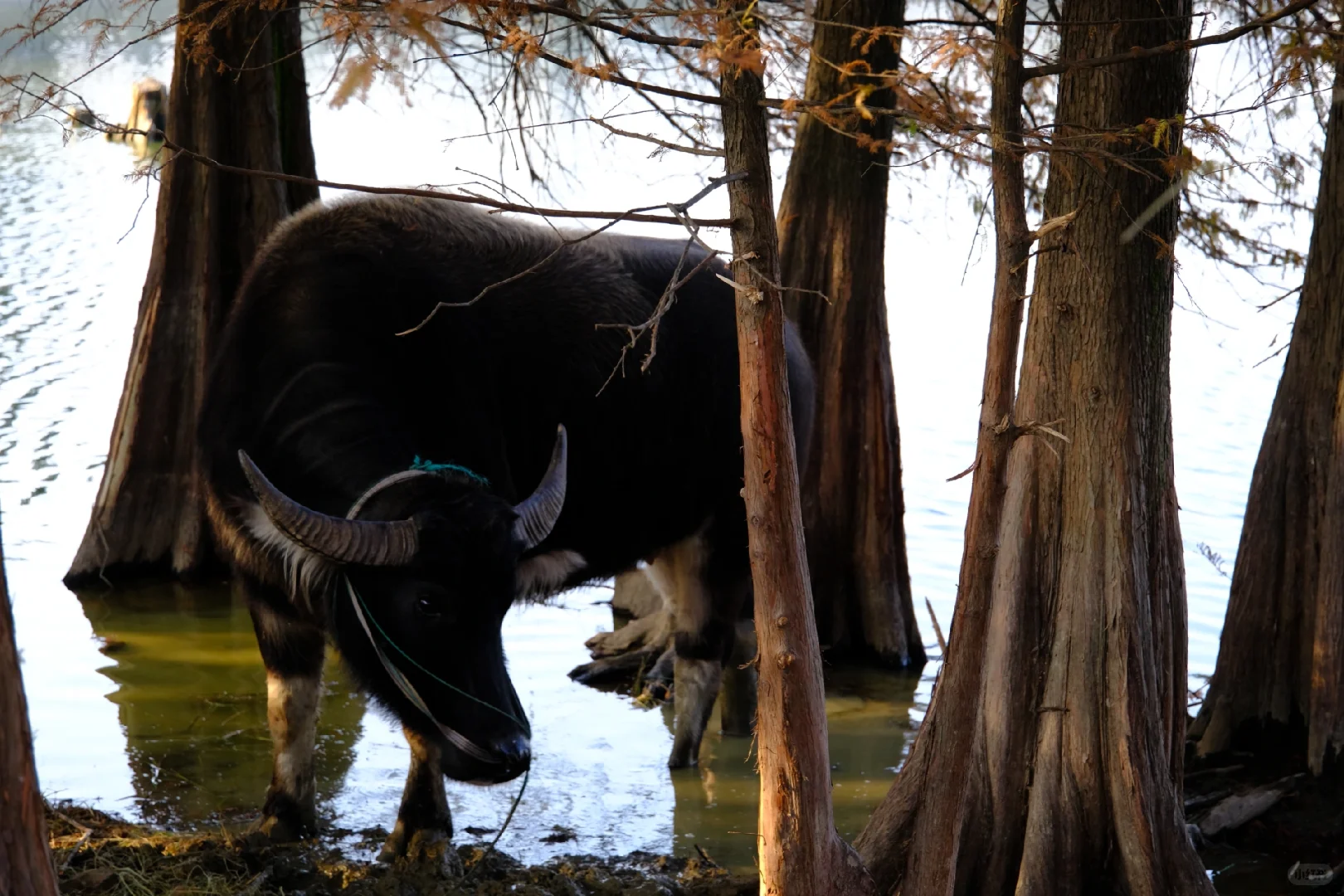 12.7下午3点左右麻岙水库偶遇美少女