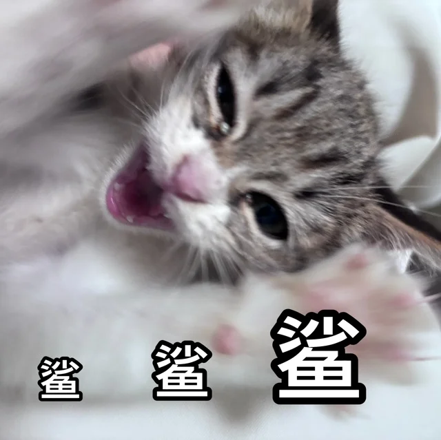 秋秋表情包第一弹