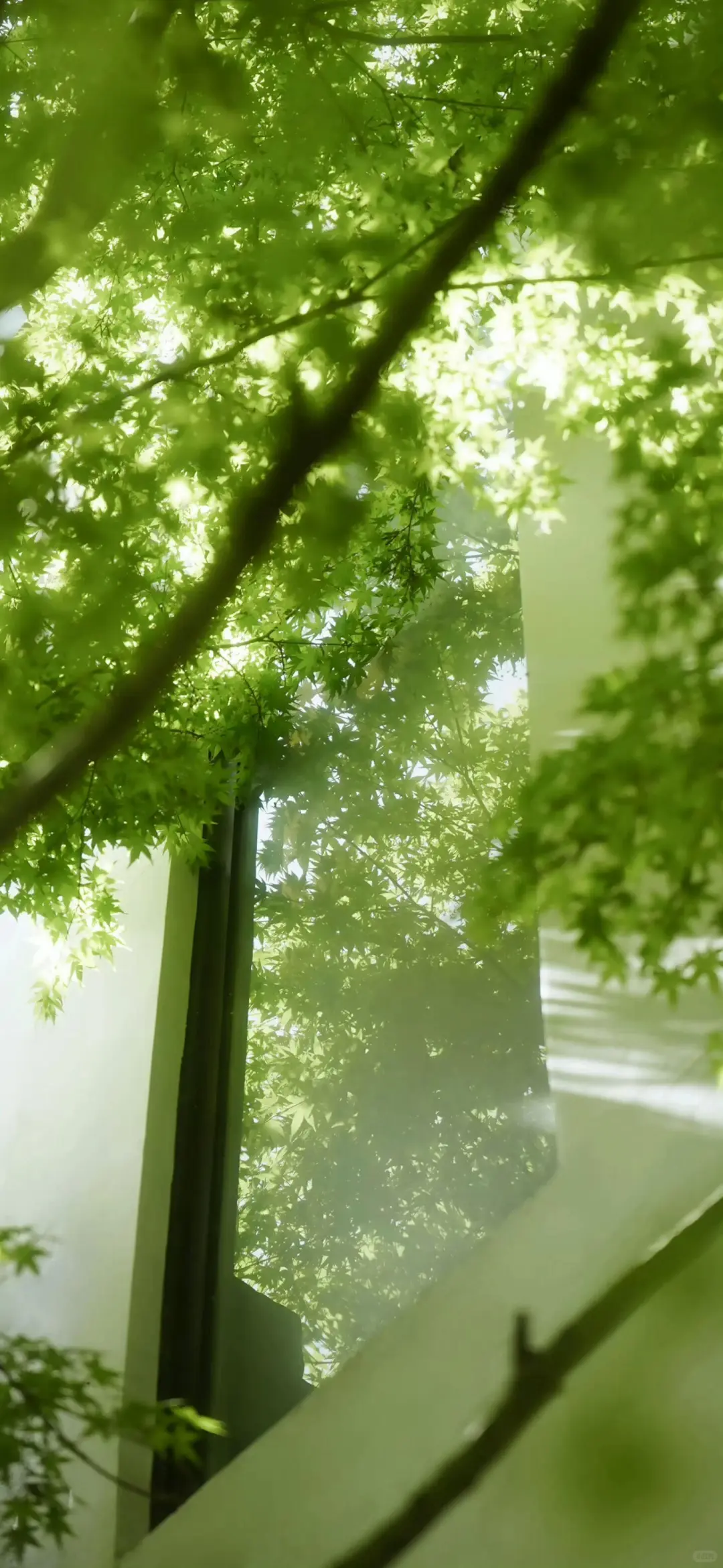 绿色系壁纸|真的好喜欢绿色