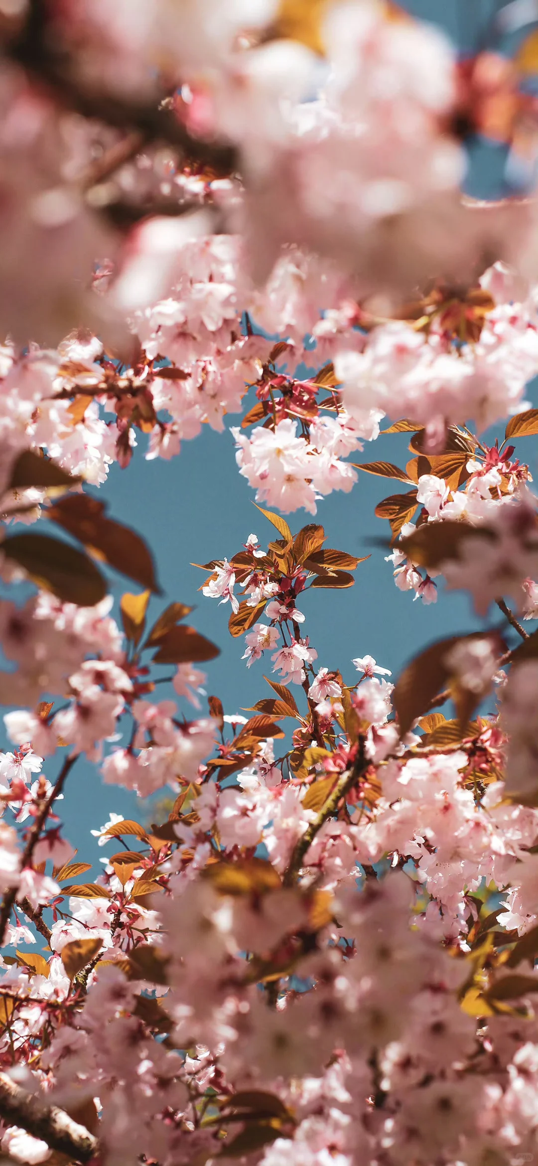 14张治愈系手机壁纸，治愈你的所有不开心！