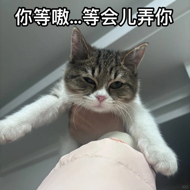 秋秋表情包第一弹