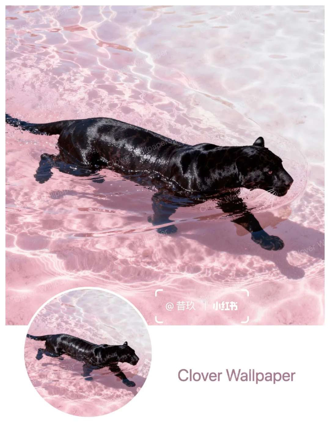 黑豹与粉色果冻海 流水生财｜豹富🐆