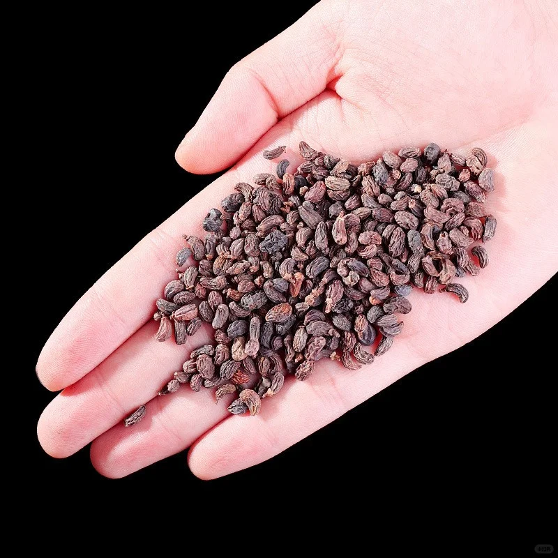 女贞子墨旱莲，养生茶饮新选择🍃