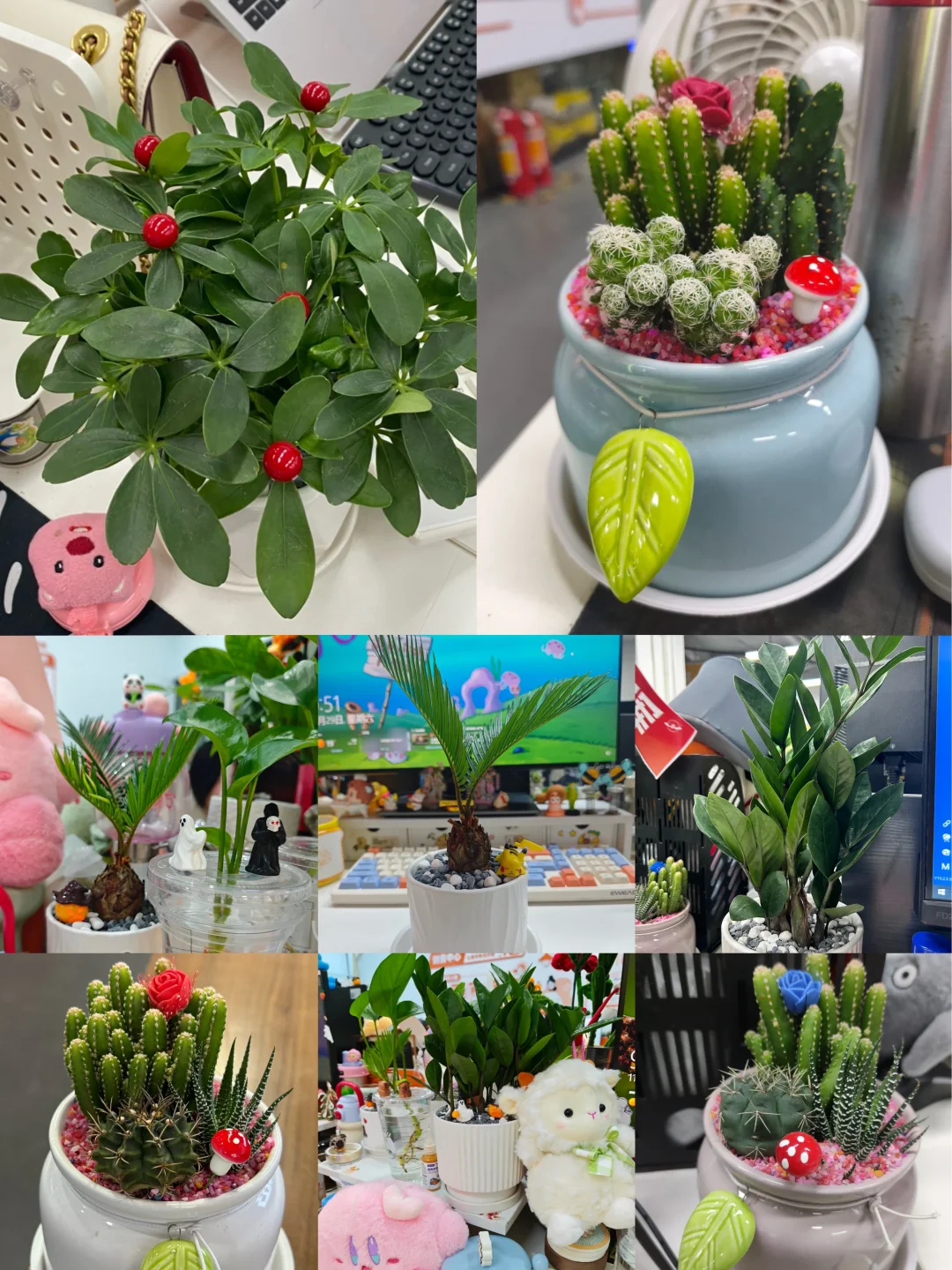 工位绿植｜快来PICK你最喜欢的娃仔🪴
