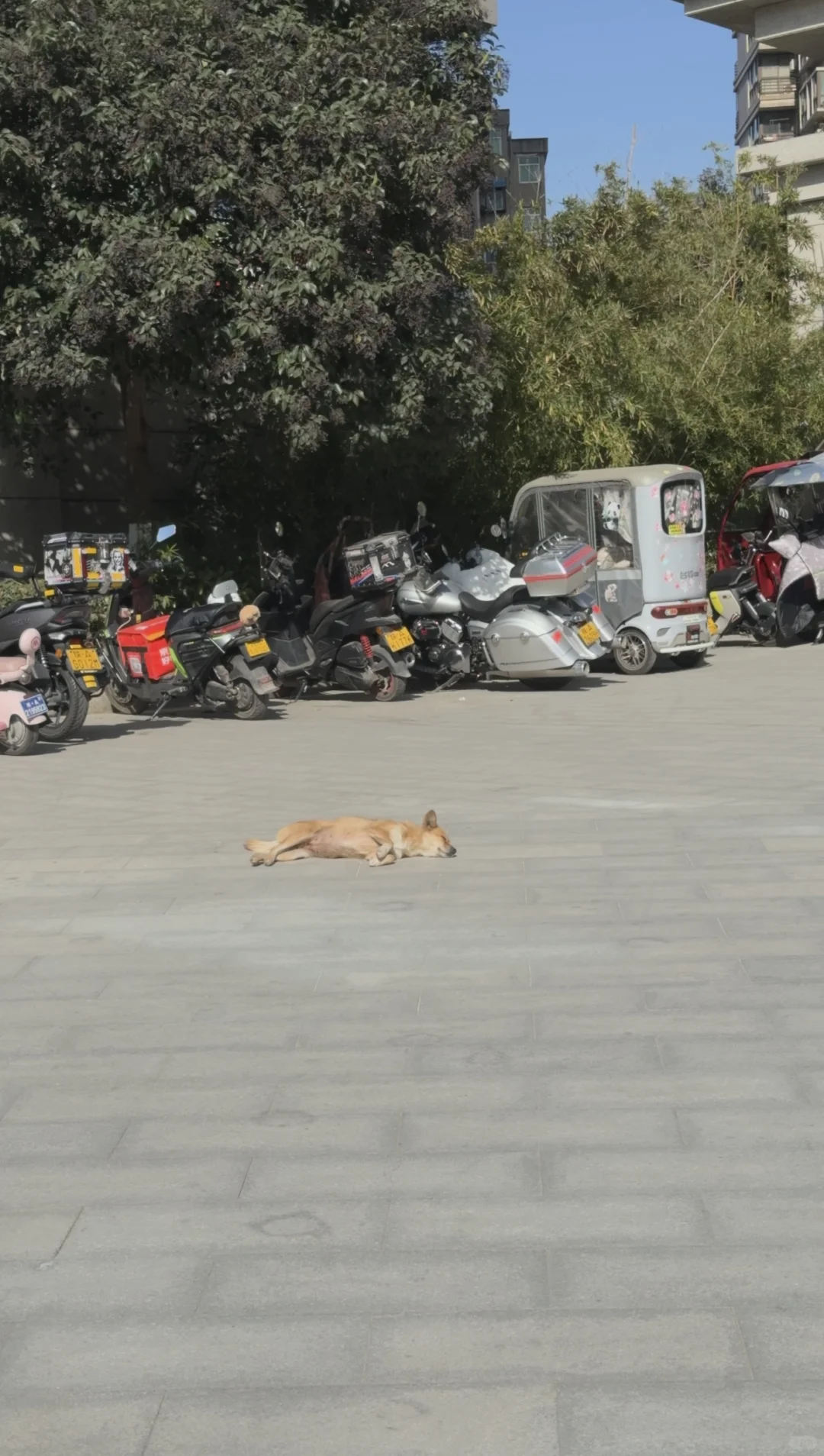 淡淡的老式女友