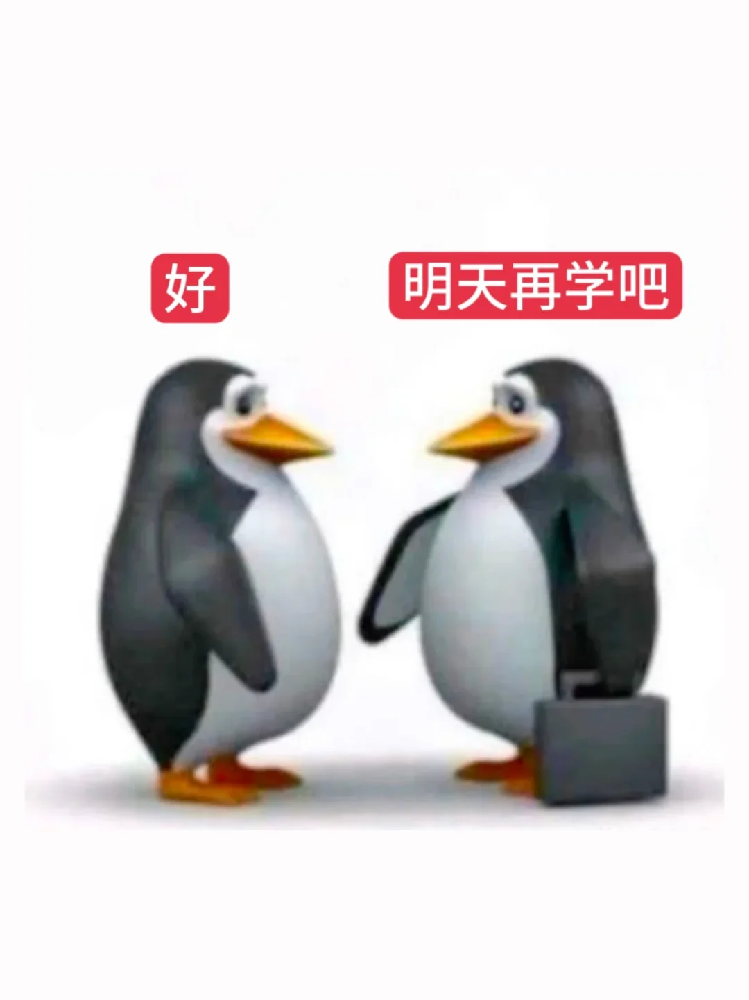 教资面试专用表情包