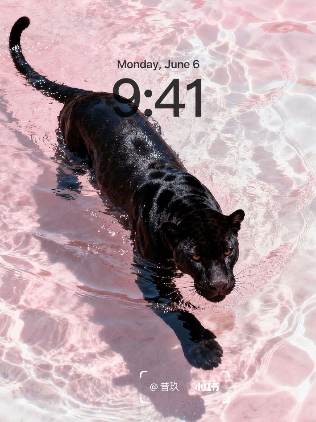 黑豹与粉色果冻海 流水生财｜豹富🐆