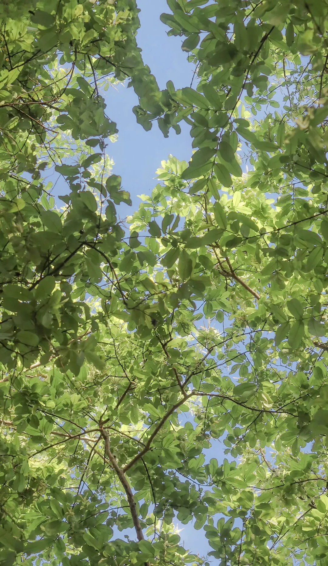 绿色系壁纸|真的好喜欢绿色