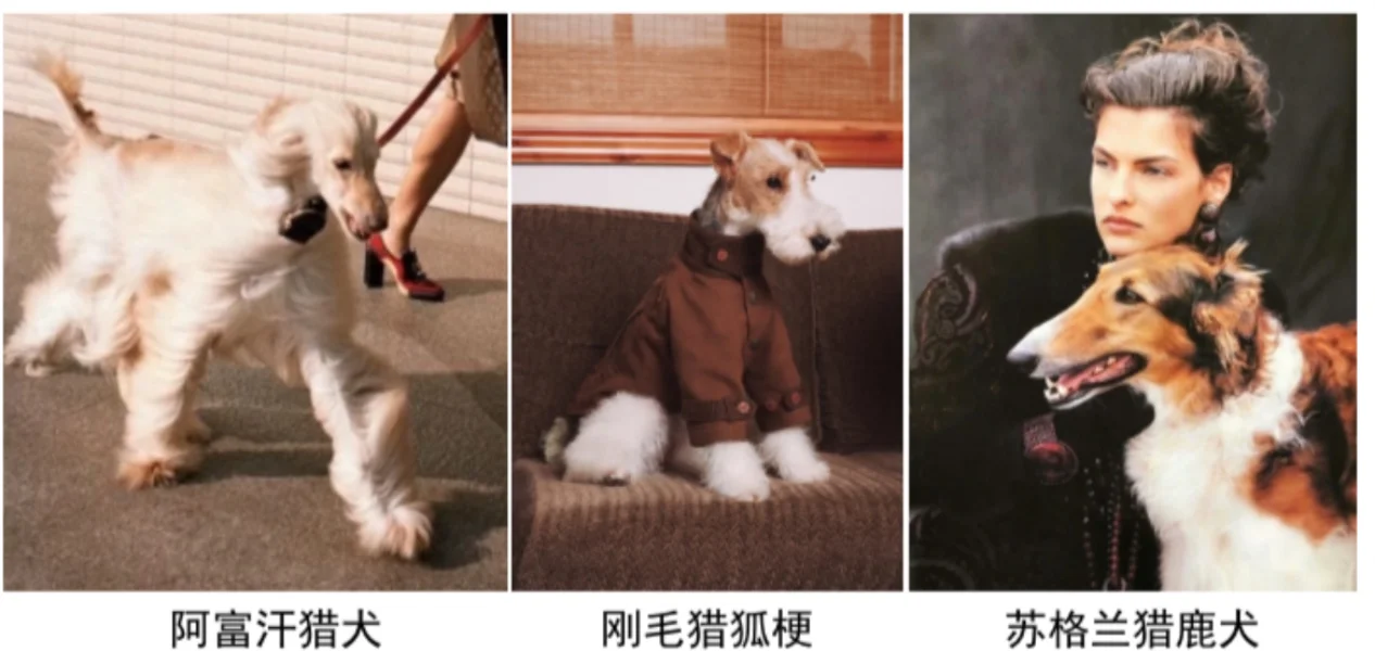 杭州的狗狗模特在哪里！