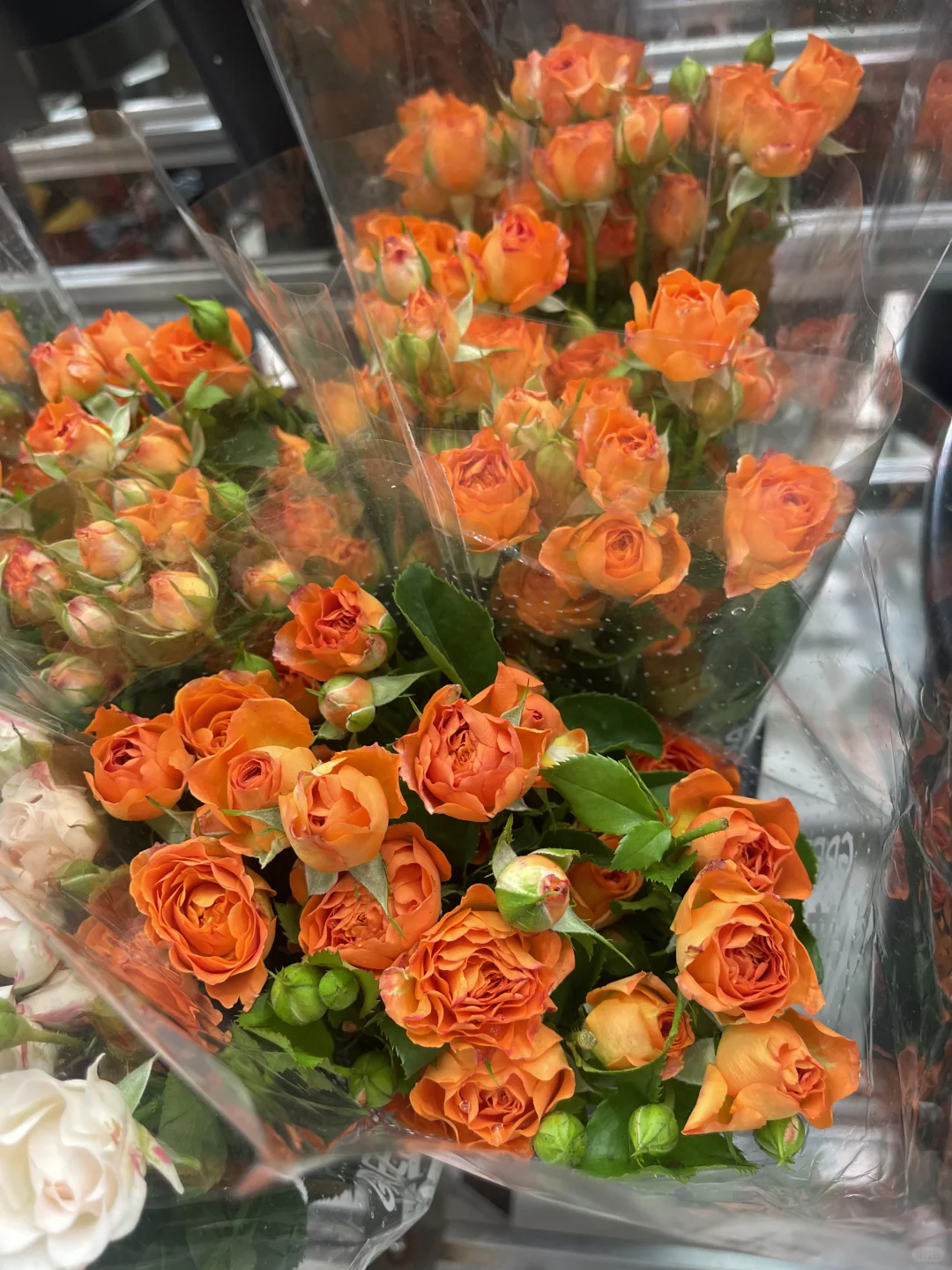 可爱的中年少女